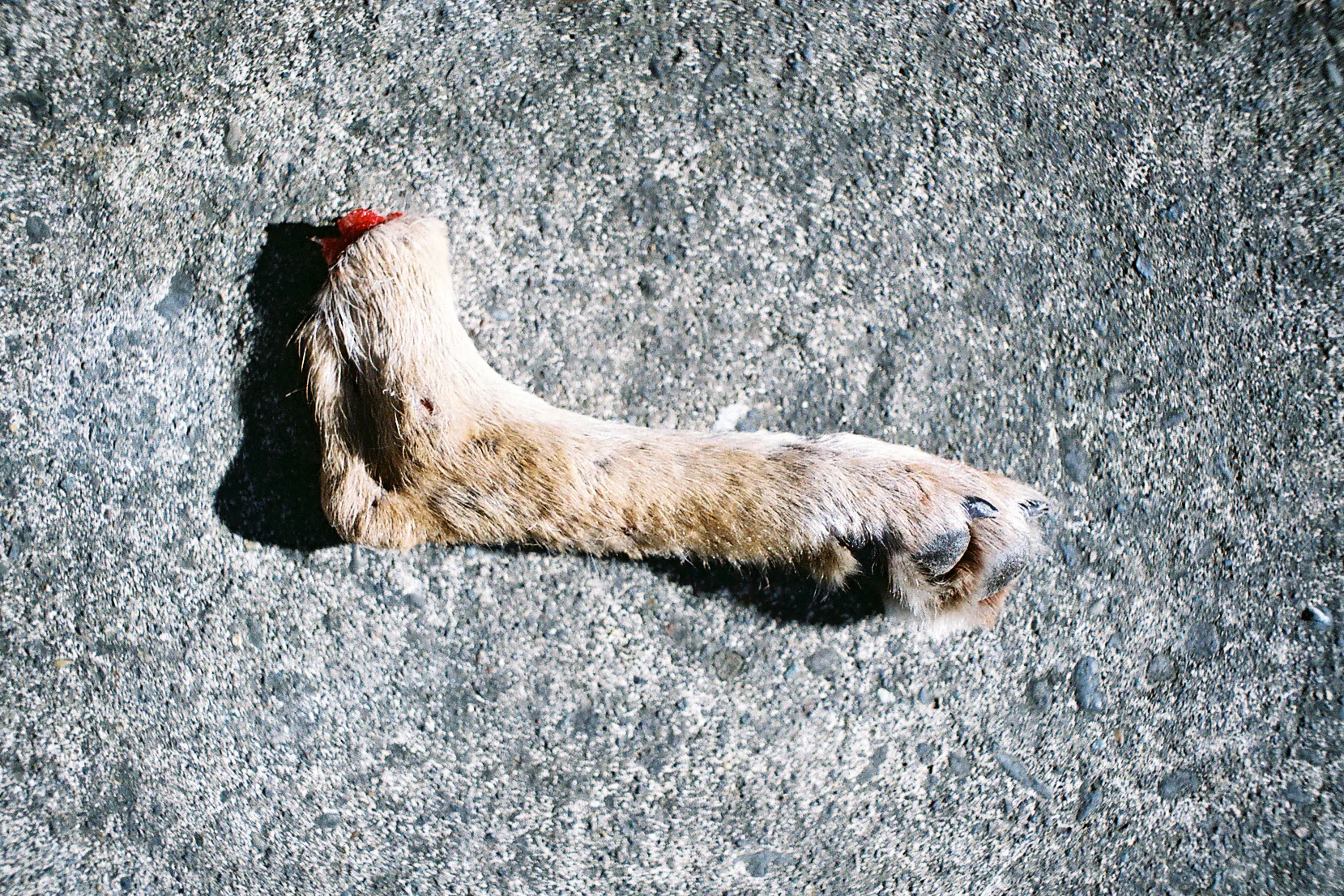 CoyoteFoot.jpg