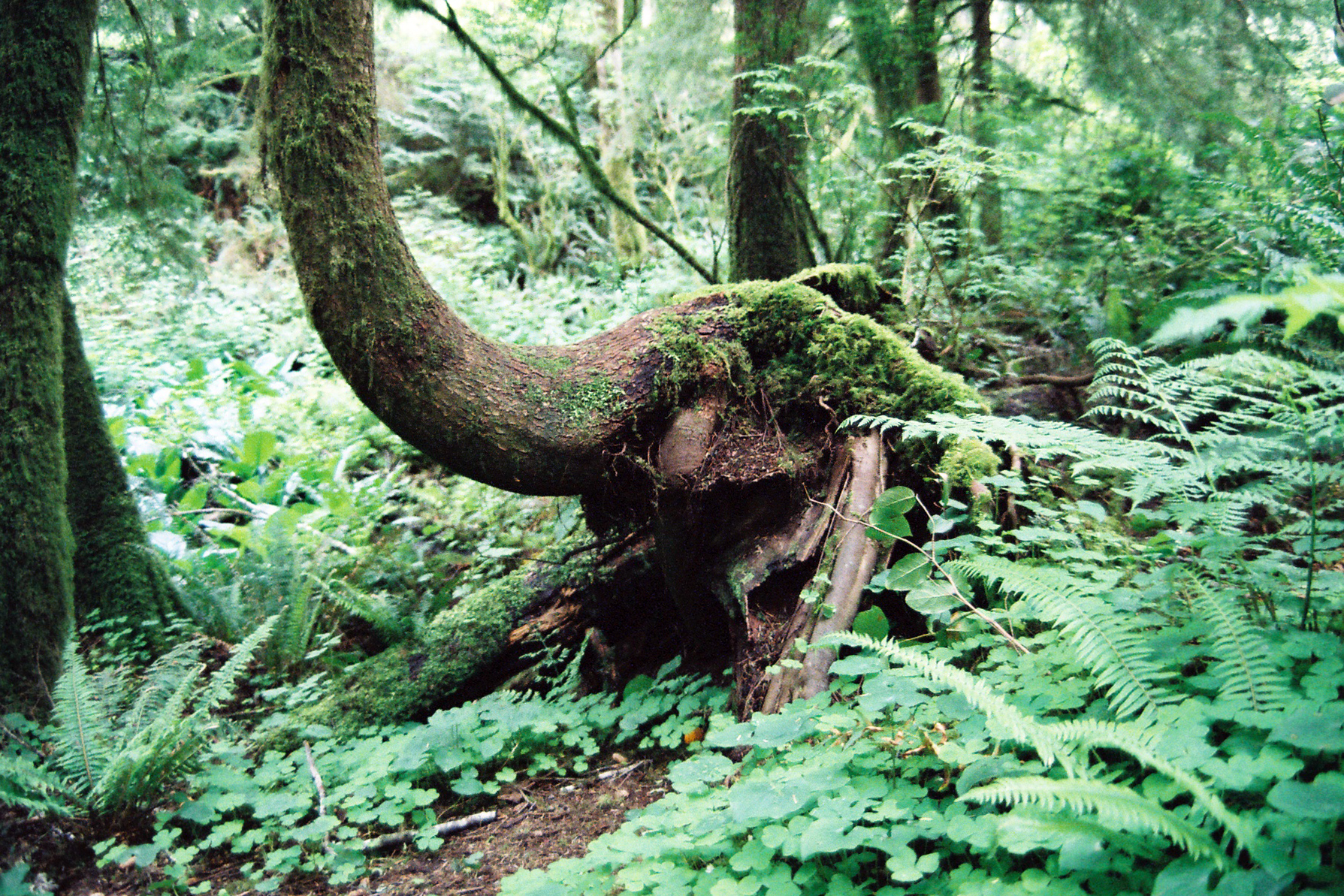 ElephantTree.jpg