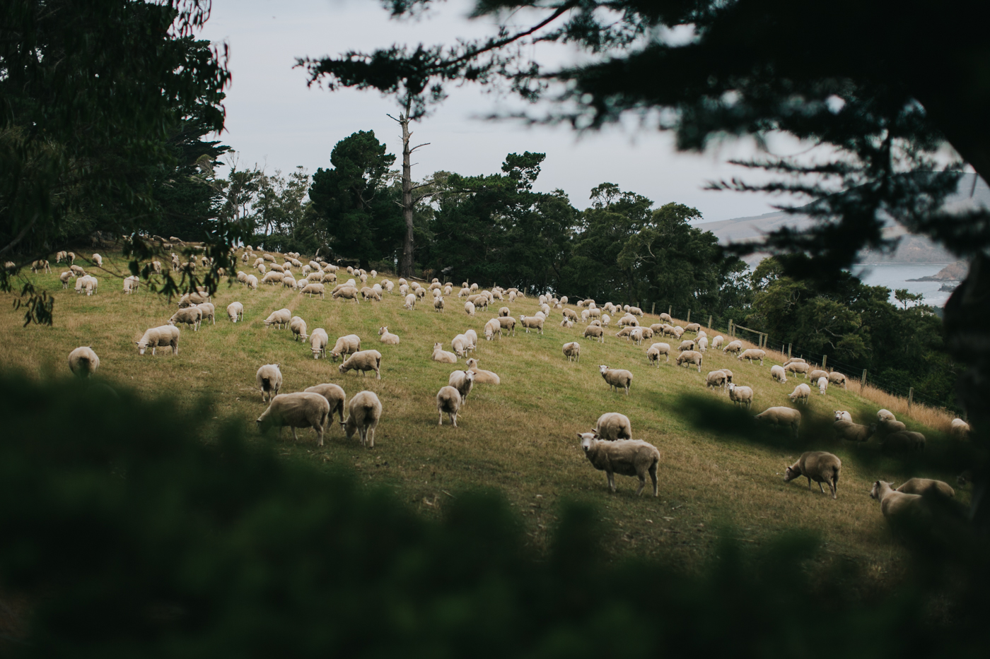 Ariana & Tim - Dunedin, New Zealand Wedding - Destination Wedding - Samantha Heather Photography-193.jpg