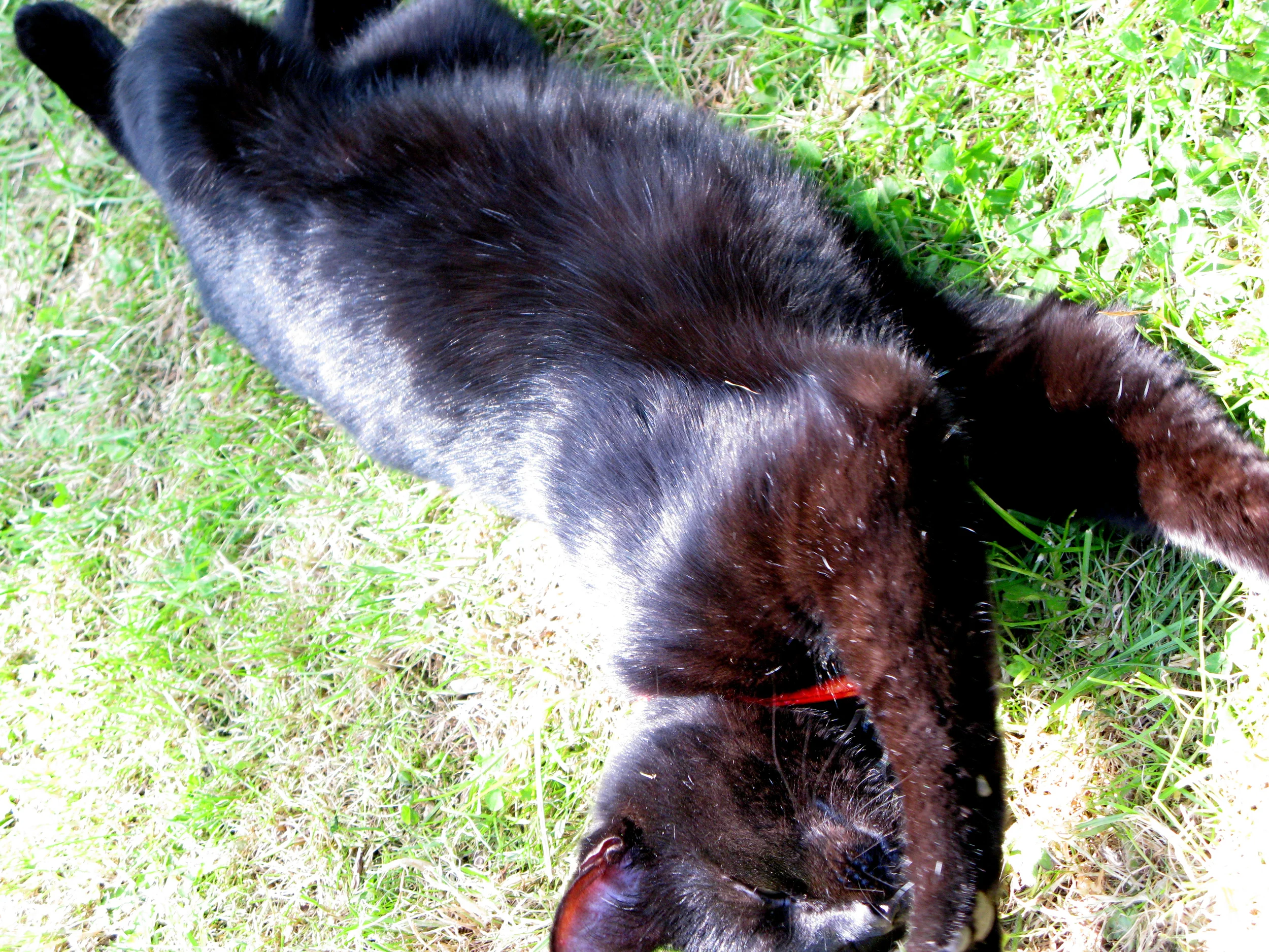 CatSeb.JPG