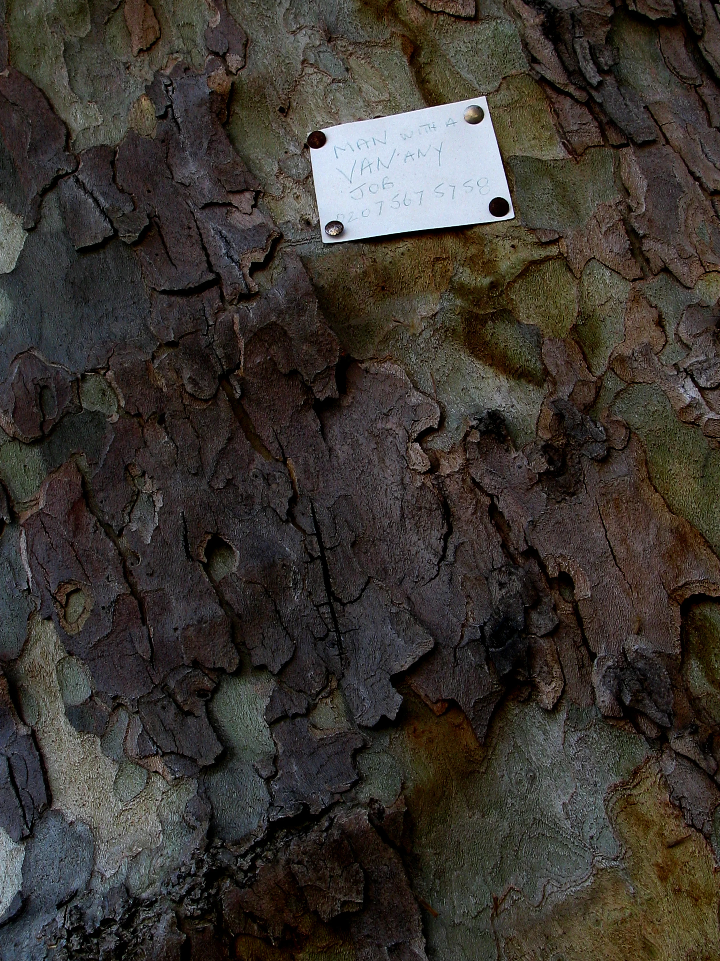 Treesign.JPG
