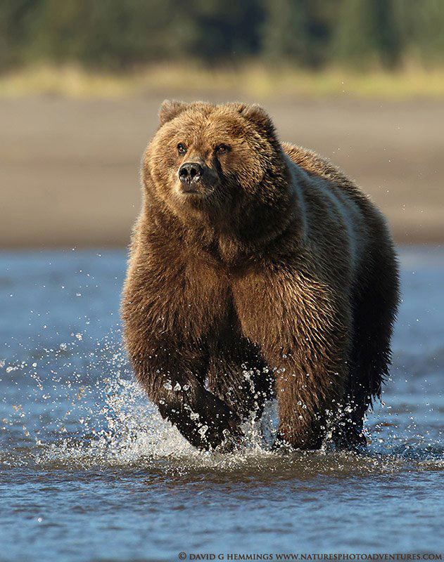 Alaskan Brown Bear