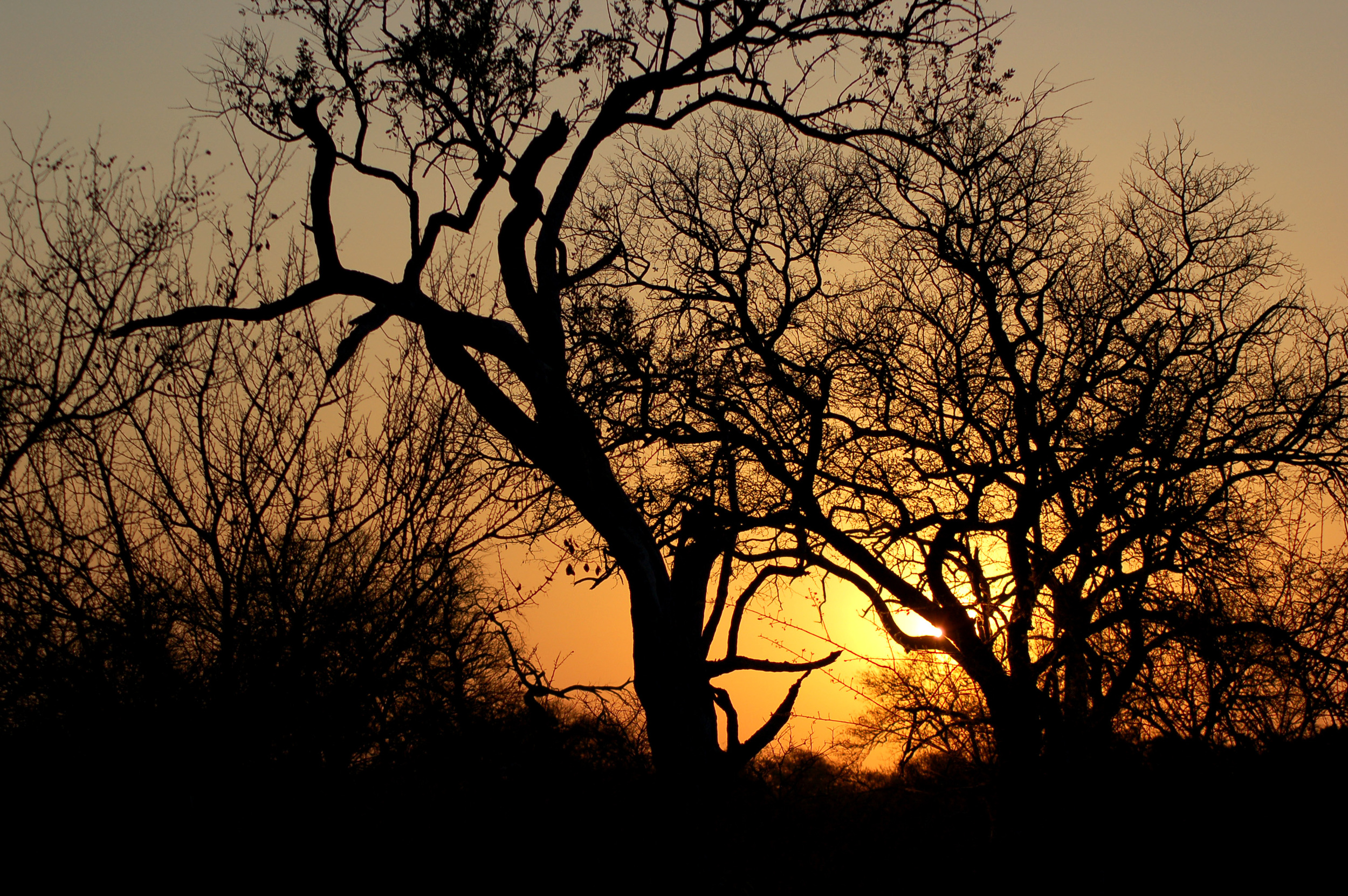 trees with setting sun