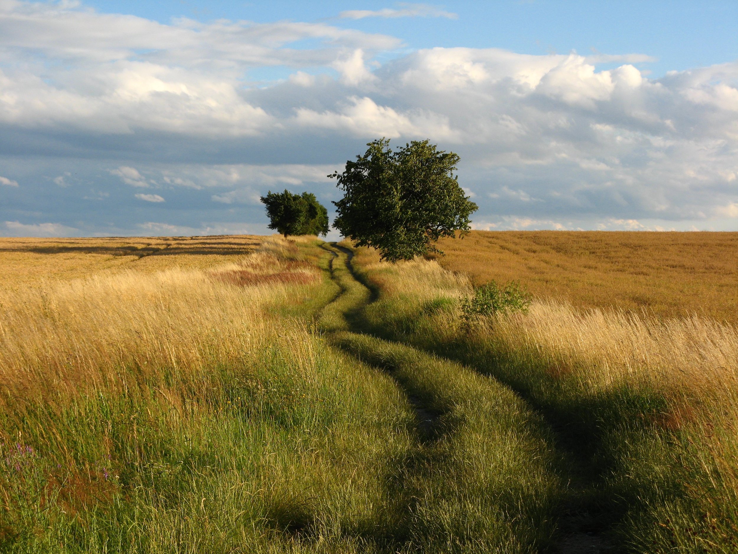 road in a field.jpg