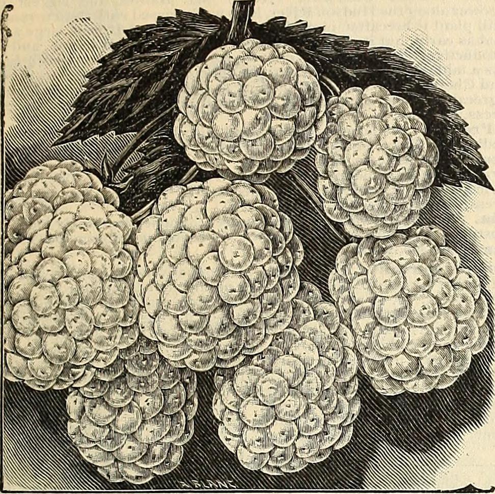Luther Burbank's iceberg blackberry, perhaps related to that Ohio crystal varietal...