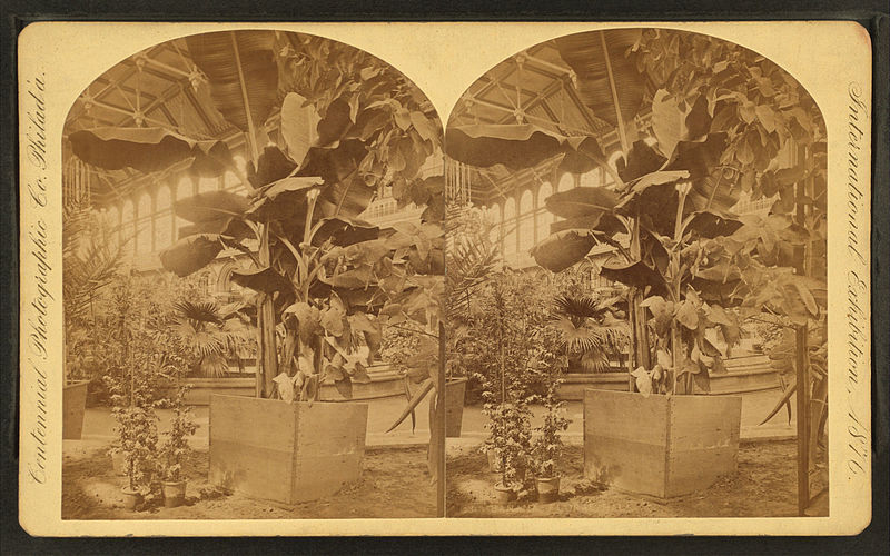 Stereogram of banana trees on display at the 1876 Philadelphia Centennial Exhibition.