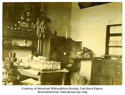 Bananas hang in bunches in Thomas Hunt Morgan's fly room, Columbia University, c. 1920.