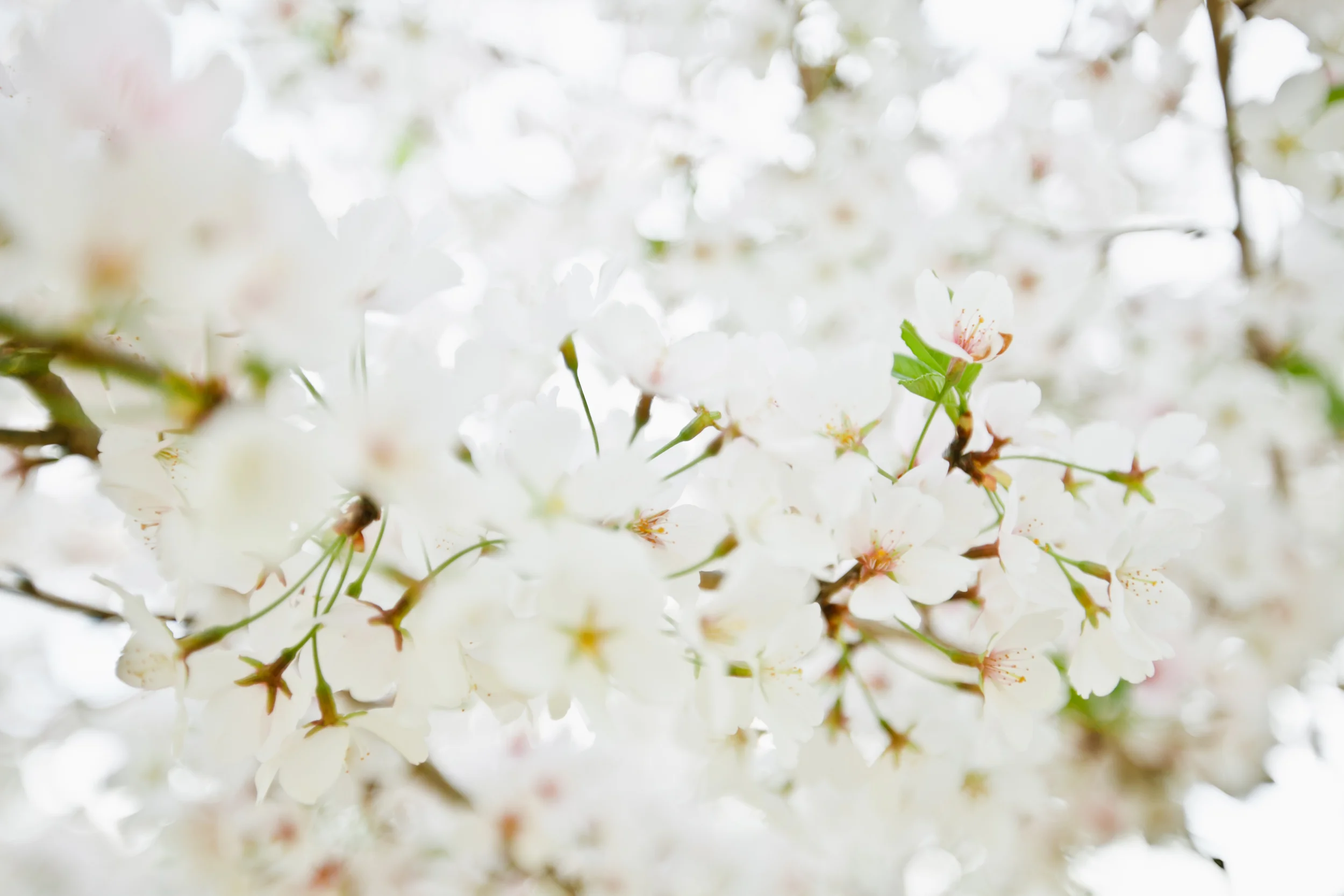  Liz Cook Photography 