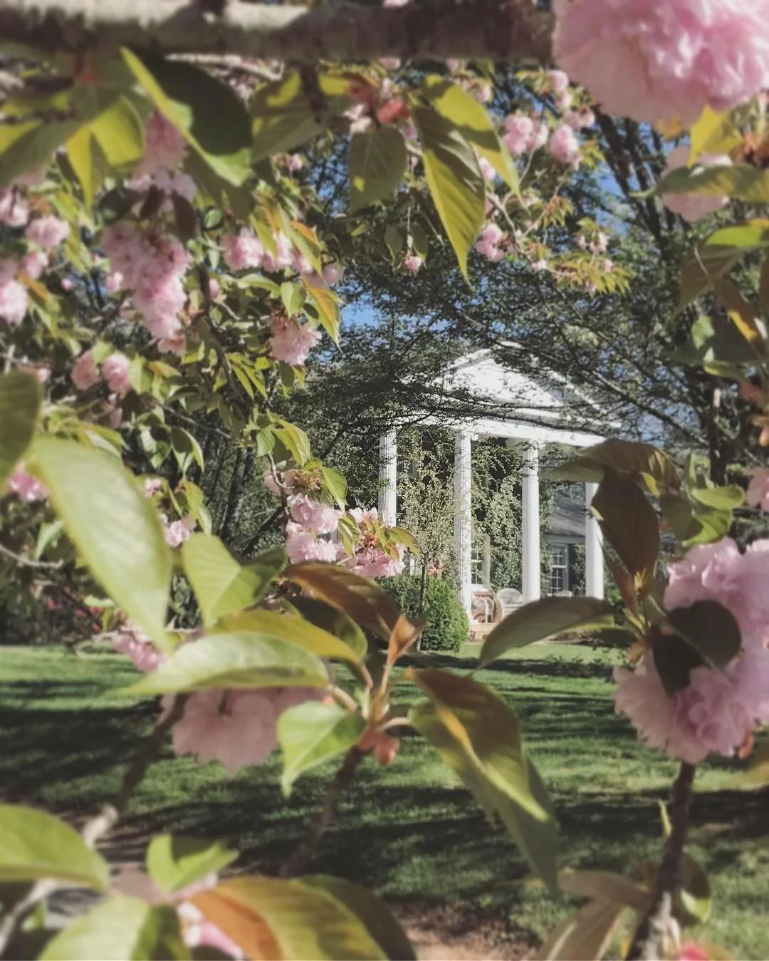 glencliff cherry blosspoms.jpg