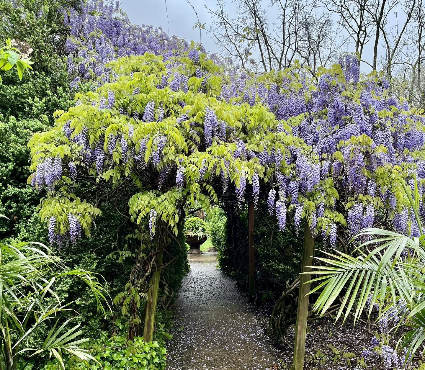 wisteria arbor.jpg