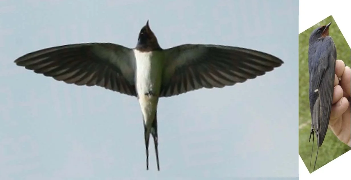 Starting point: two pictures of a swallow with approximally the same dimensions. Used as reference for modeling
