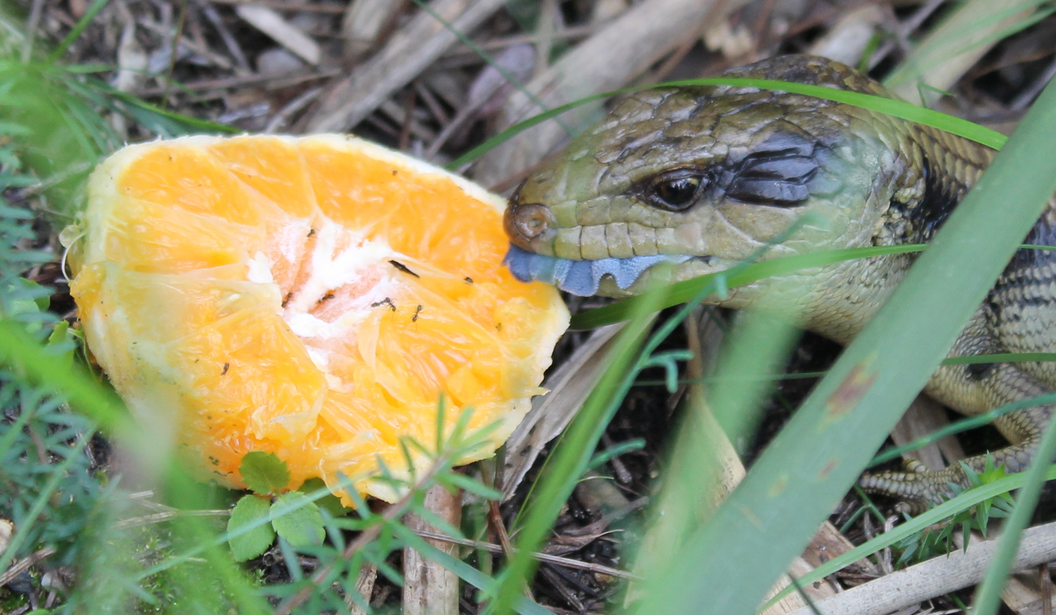 Blue-tongued lizard