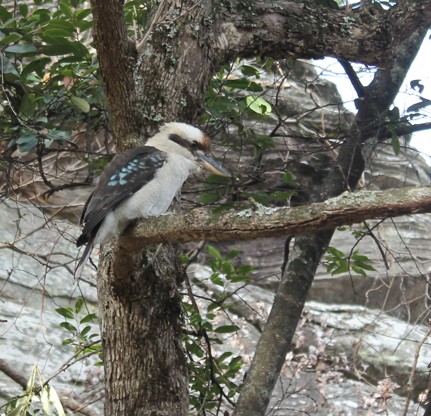 Kookaburra