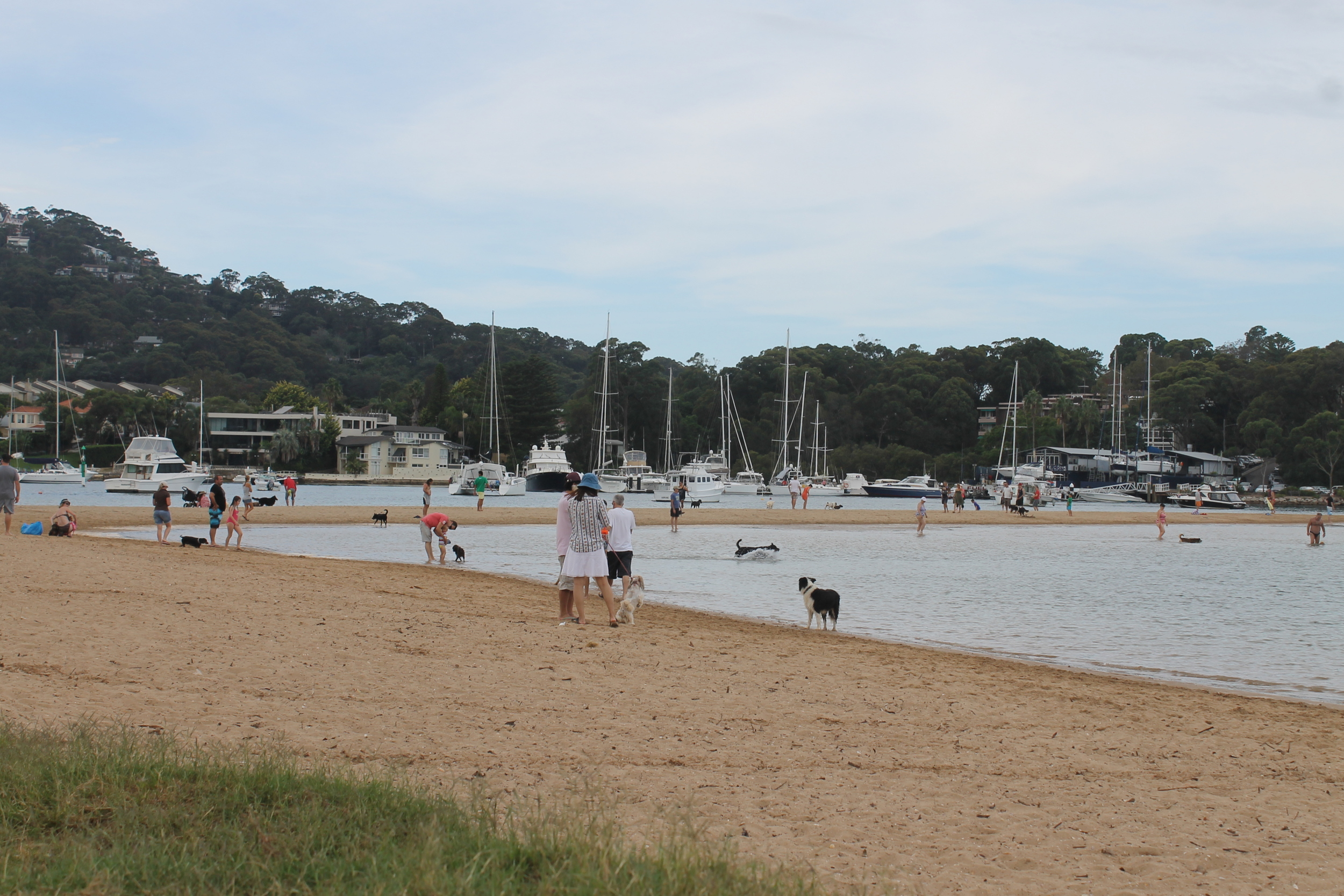 Dog Beach
