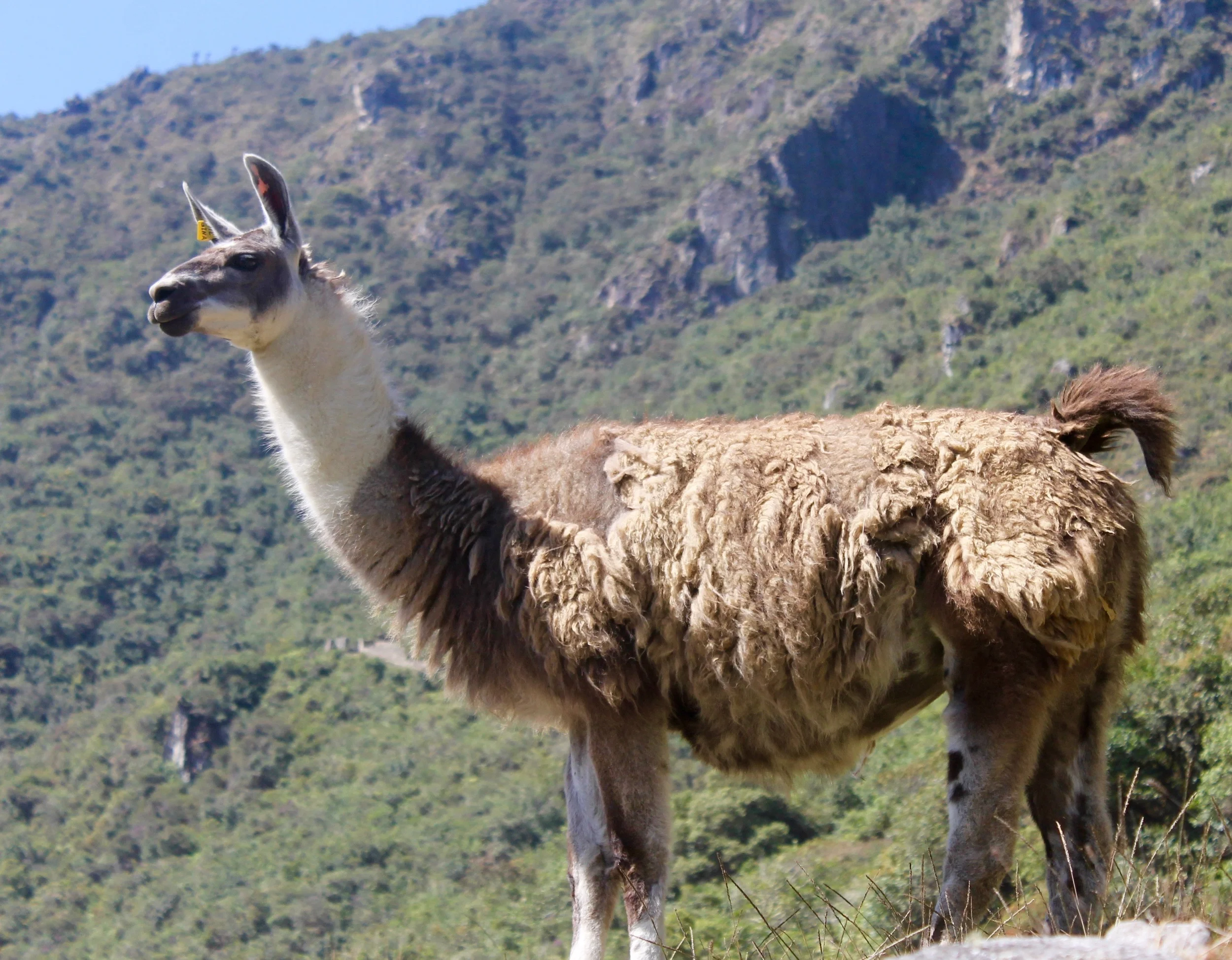  Kaleb's favourite bits of Machu Picchu were the animals. &nbsp;There were lots of beautiful butterflies of all sizes as well as the llamas and lizards. &nbsp; 