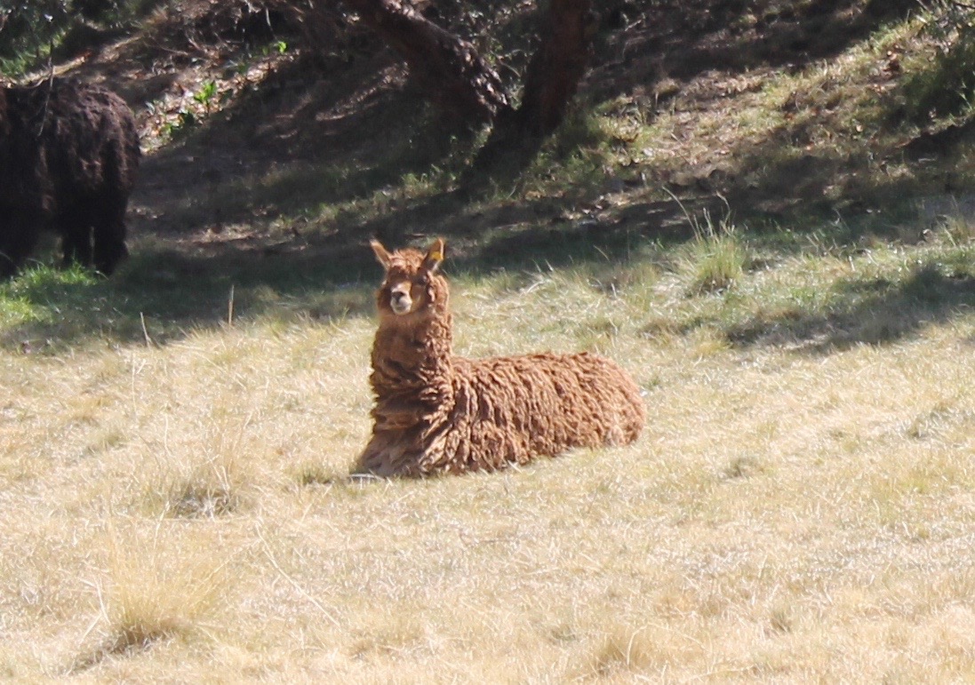  Trying to find the tunnels we stumbled onto some alpacas!&nbsp; 