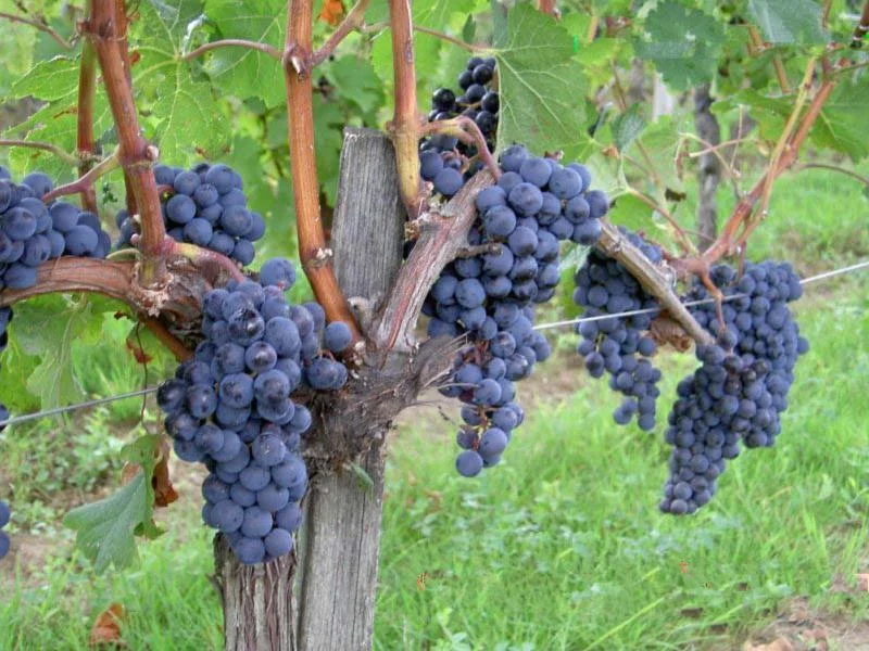 What John 15 doesn't say 