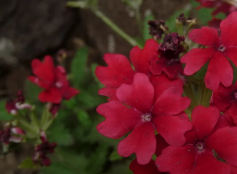 Copy of P1110134.JPG