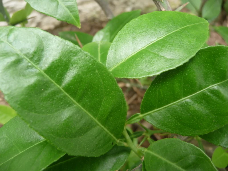 Copy of P1110144.JPG