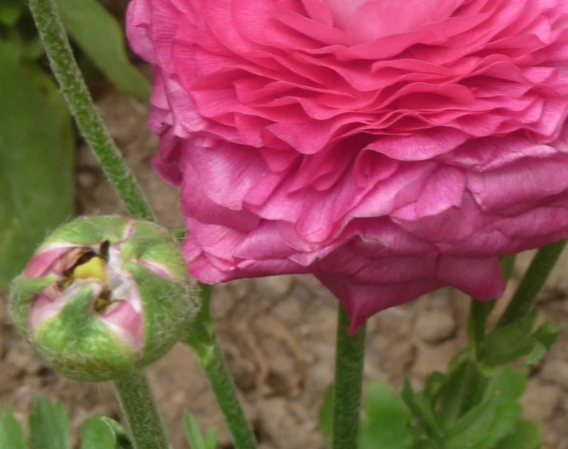 Copy of P1110157.JPG