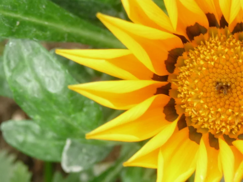 Copy of P1110166.JPG