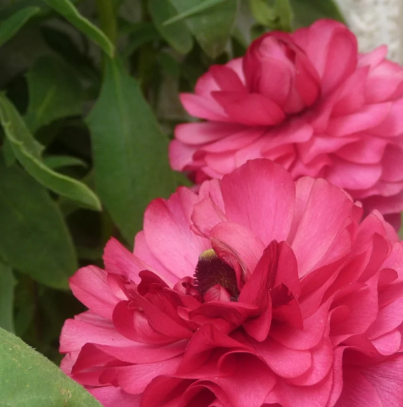 Copy of P1110183.JPG