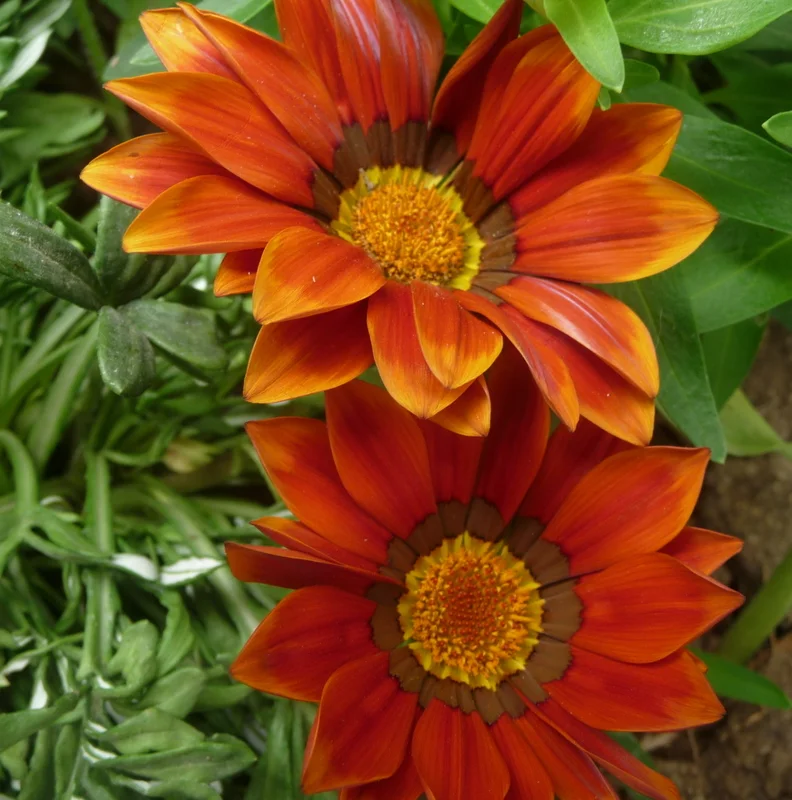 Copy of P1110146.JPG