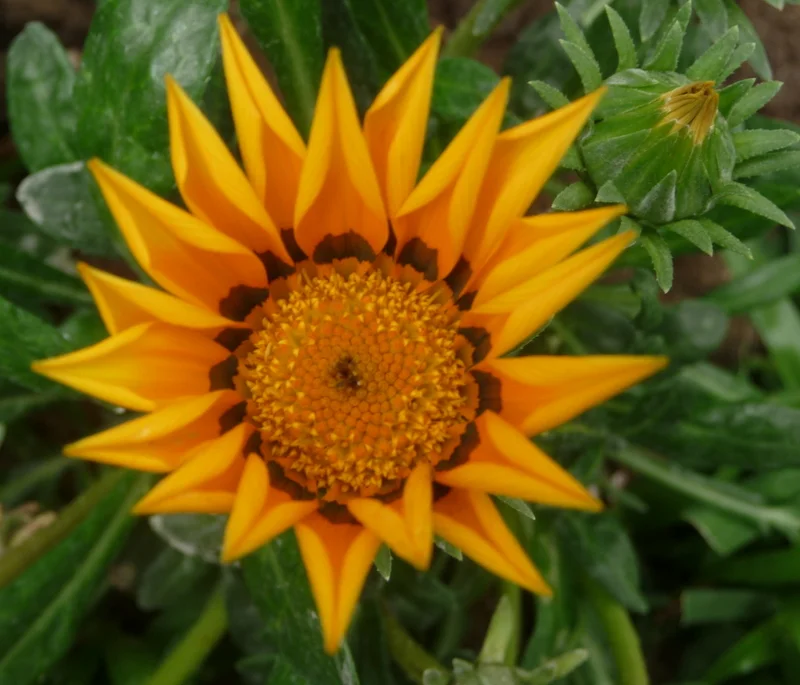 Copy of P1110158.JPG