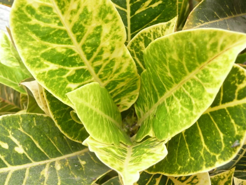 Copy of P1110238.JPG