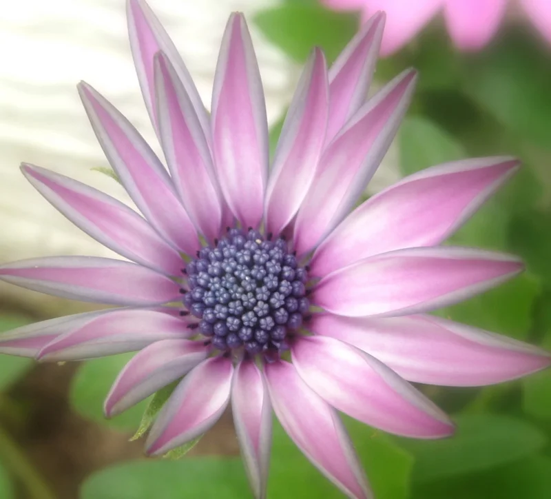 Copy of P1110151.JPG