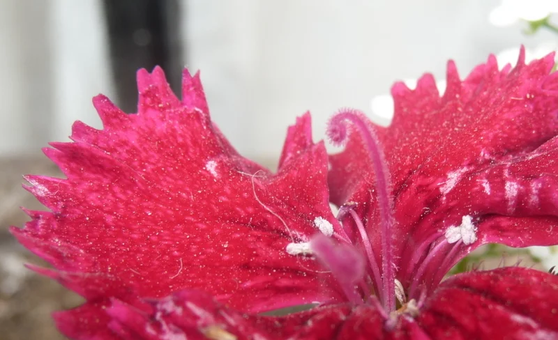 Copy of P1110209.JPG