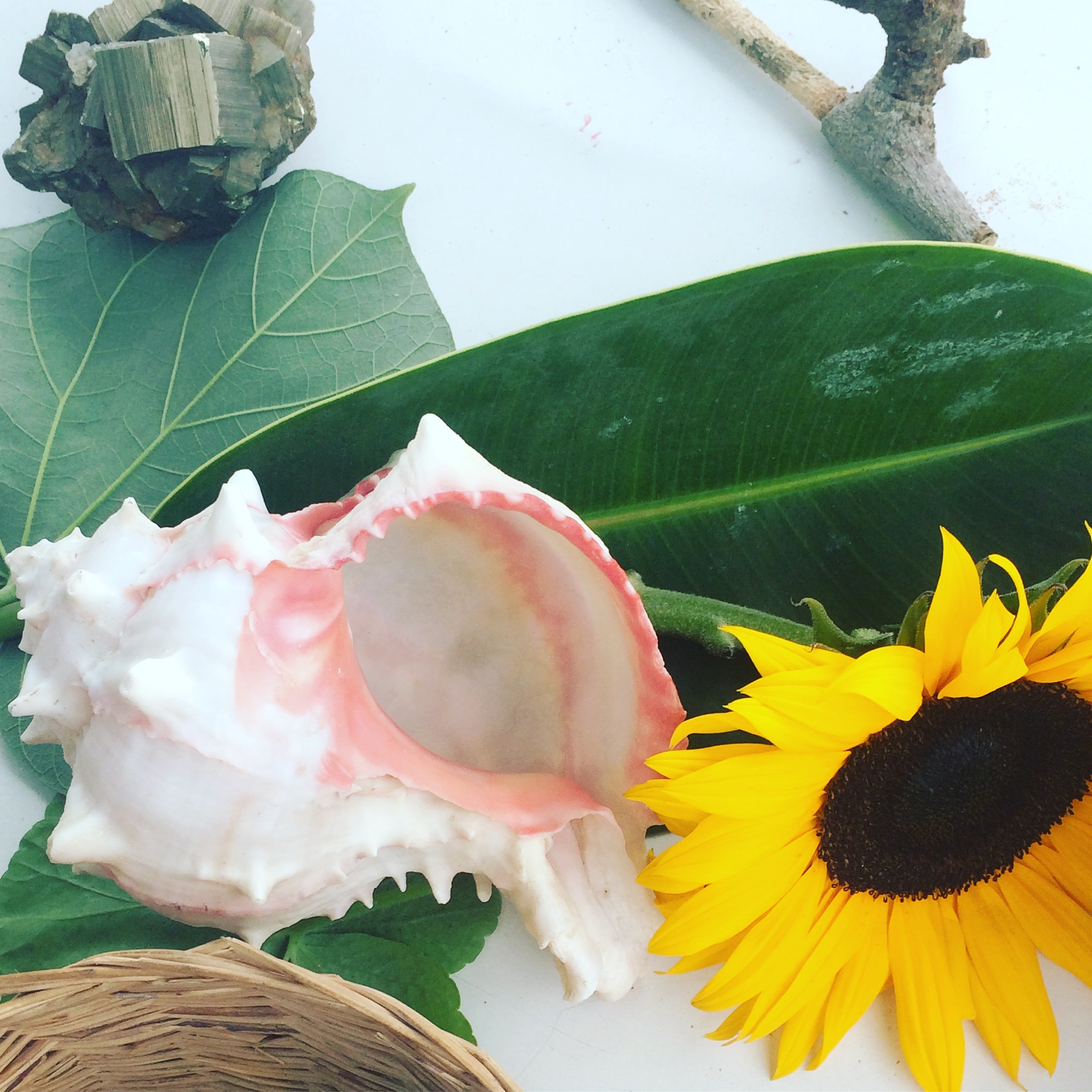 A nature table at a local fair for the kids to interact with. They loved 'hearing the sea' in the big shell.