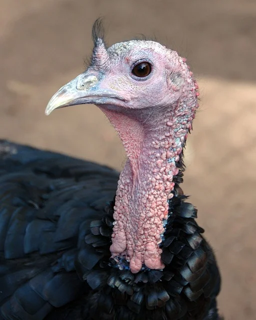 I don't think he was thinking of turkeys...