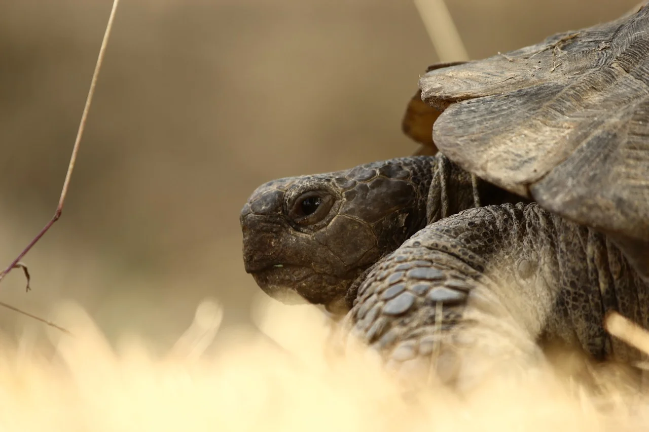 tortoise-1687664_1280.jpg