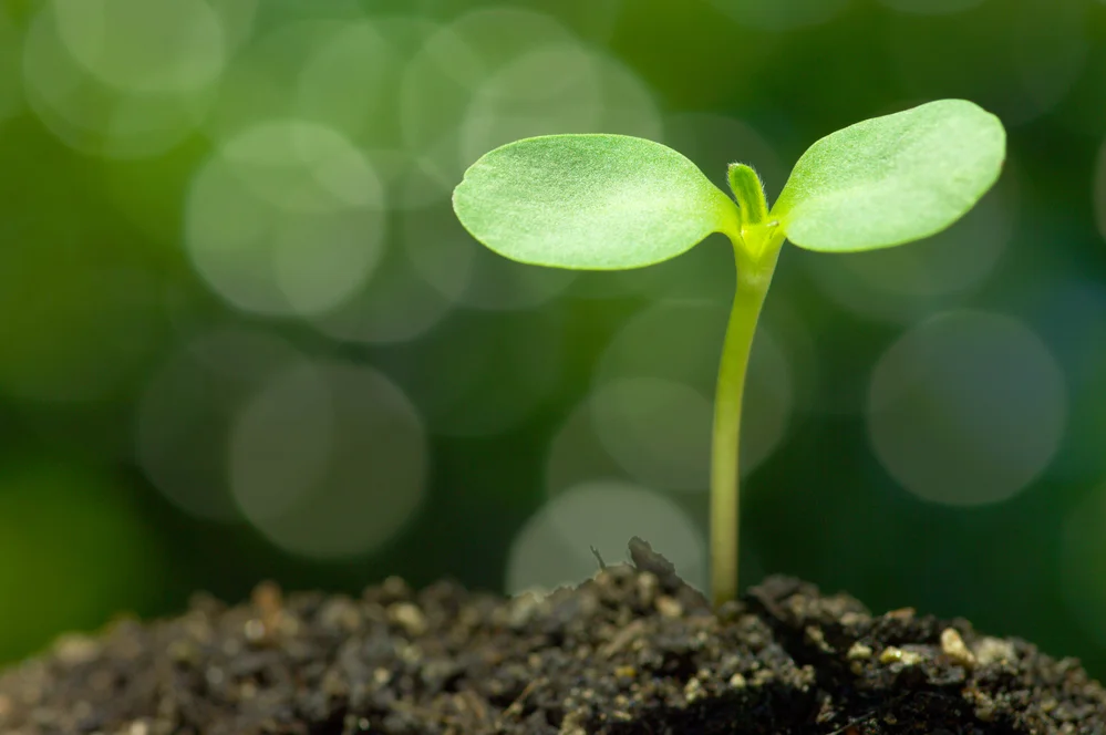 hope sprouting plant.jpg