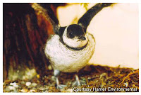 fledgling.jpg