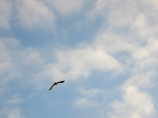 IMG_5350.JPG