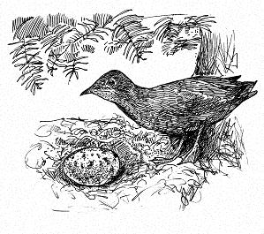 Artwork by Paul Harris Jones will again grace the pages of Rare Bird