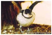 Photo of ready-to-fledge murrelet www.hamerenvironmental.com