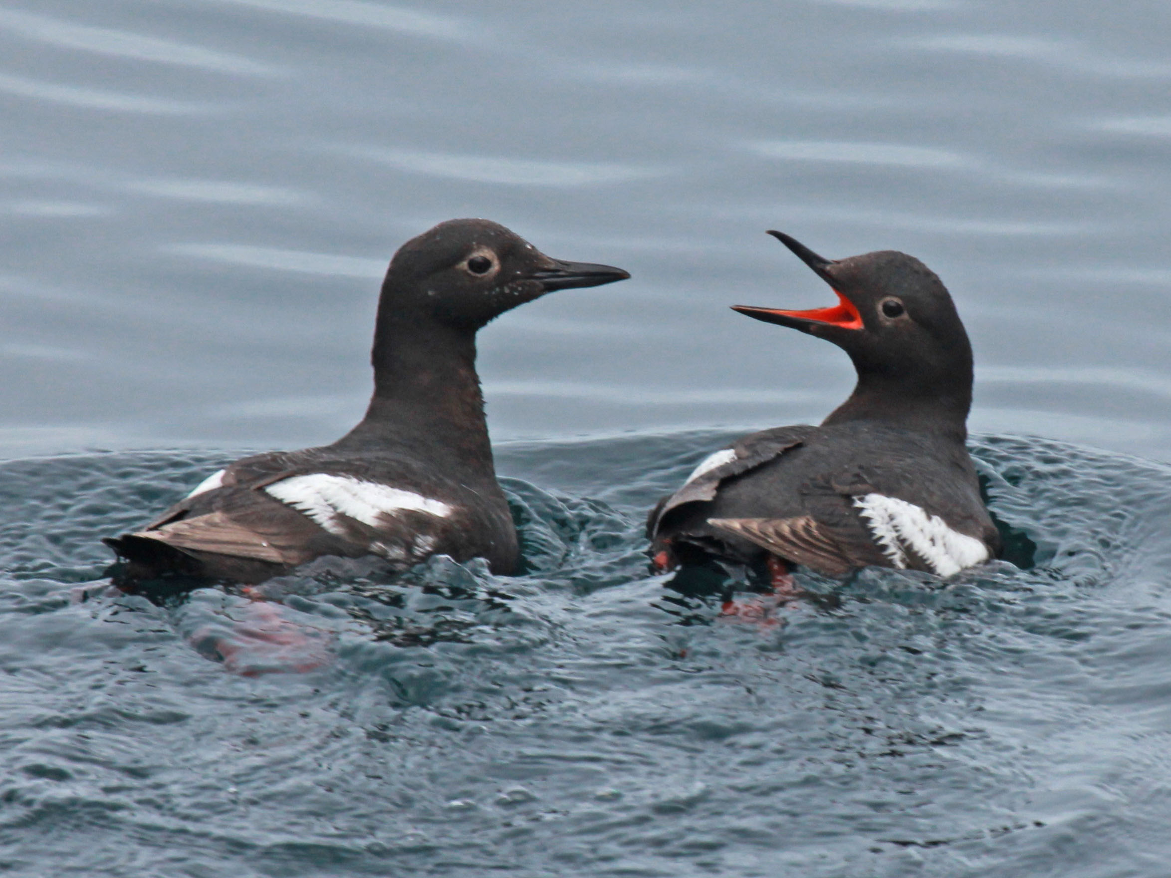 Pigeon Guillemots, a common bird in Puget Sound, urges you to speak up for their imperiled "cousins," the marbled murrelet and other seabirds and their habitats.