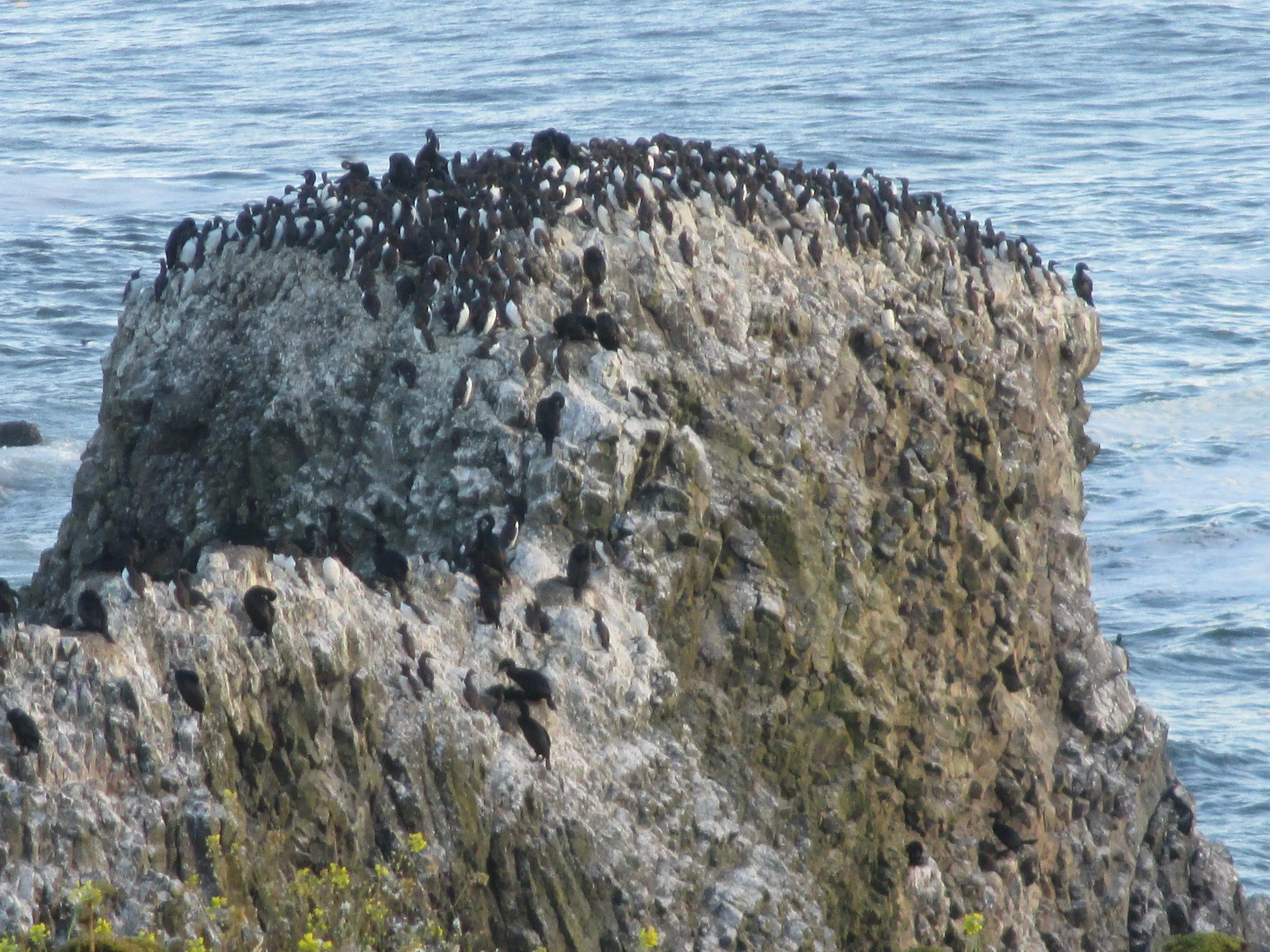 So common. Just one of the off-shore colonies of Common Murres (and few cormorants) near the Yaquina Head Lighthouse, Newport, Oregon. You could watch, hear, study, photograph, or paint the 65,000 murres here all day long! (Photo by MM Ruth)