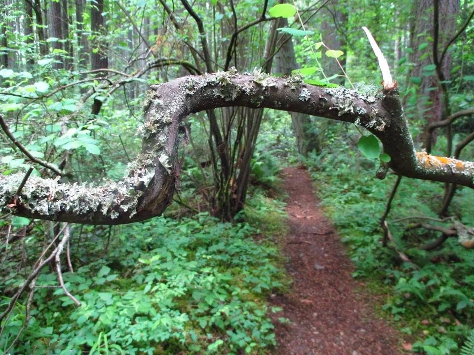 bent branch.jpg