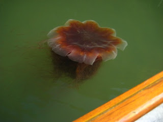  A lion's mane jellyfish in Budd Inlet. A "puffy" head (called a bell) and long tentacles behind.