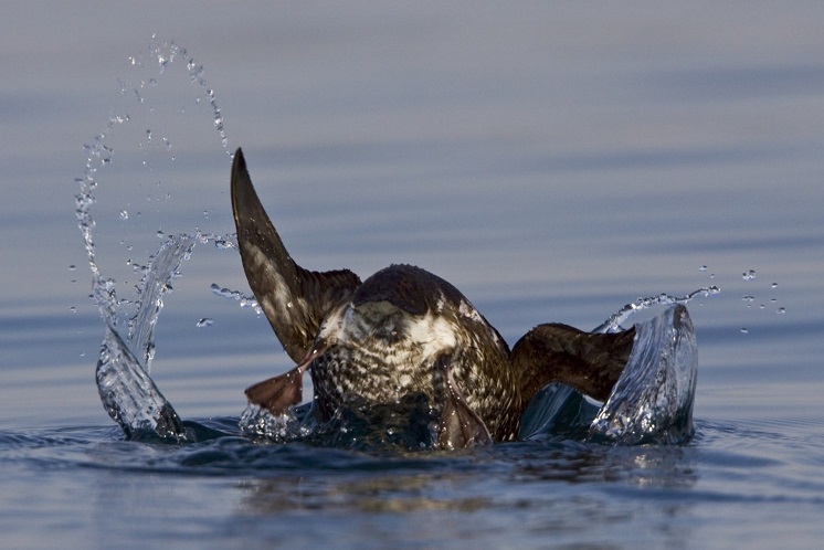 Photo by Glenn Bartley of a Marbled Murrelet in summer breeding plumage.. Used with permission.