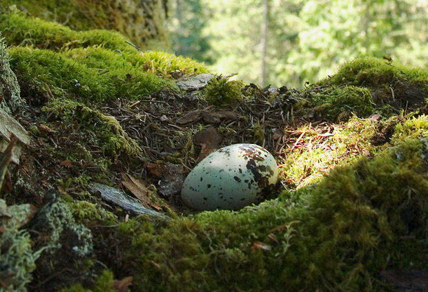 Marbled-Murrelet-single-egg-Nick_Hatch_US_ForestService.png