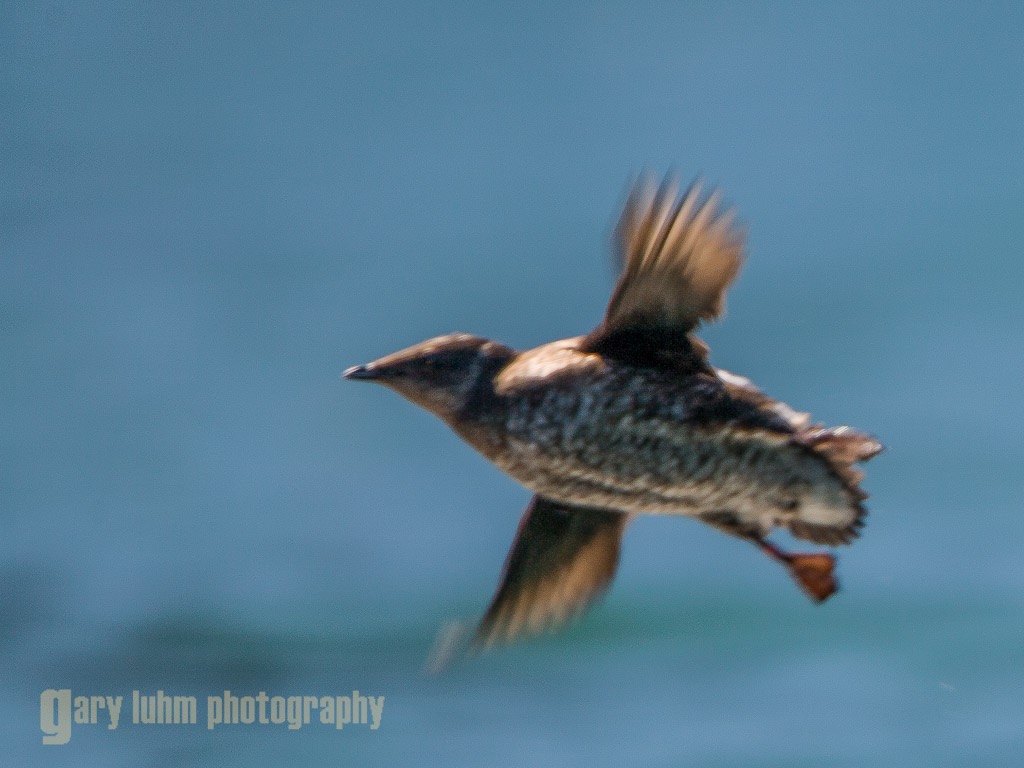 A Marbled Murrelet on the wing. This robin-sized seabird can fly up to 103 m.p.h but may not be able to escape the impacts of the U.S. Navy's proposed Northwest Training and Testing program planned for the Olympic Peninsula.