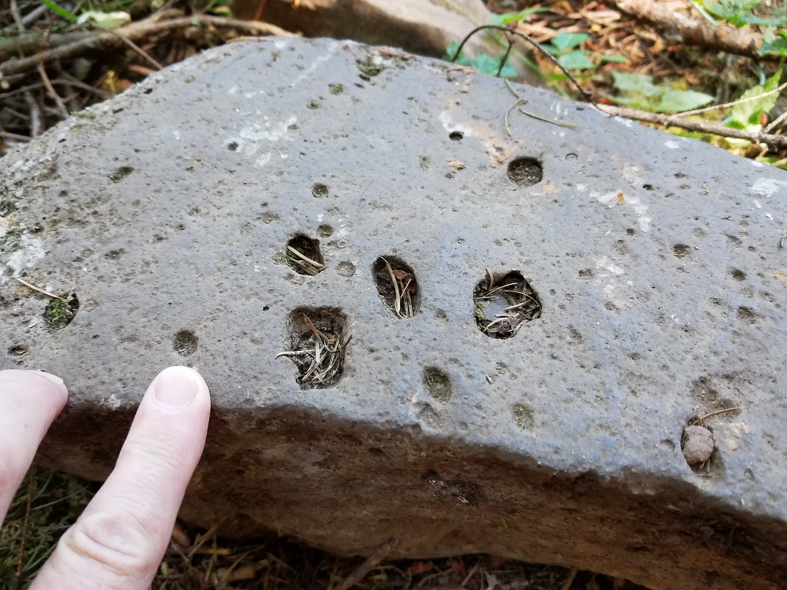 Evidence of Battle Ground Lake's geologic history is easy to see if you walk/hike the 1-mile long Lower Lake trail in the park. Here is a chunk of volcanic basalt with vesicles formed by trapped gas. The Lower Lake trail winds through mature evergreen forest--and offers plenty of shade, access points to the lake and the rope swing. (Photo by M.M. Ruth)