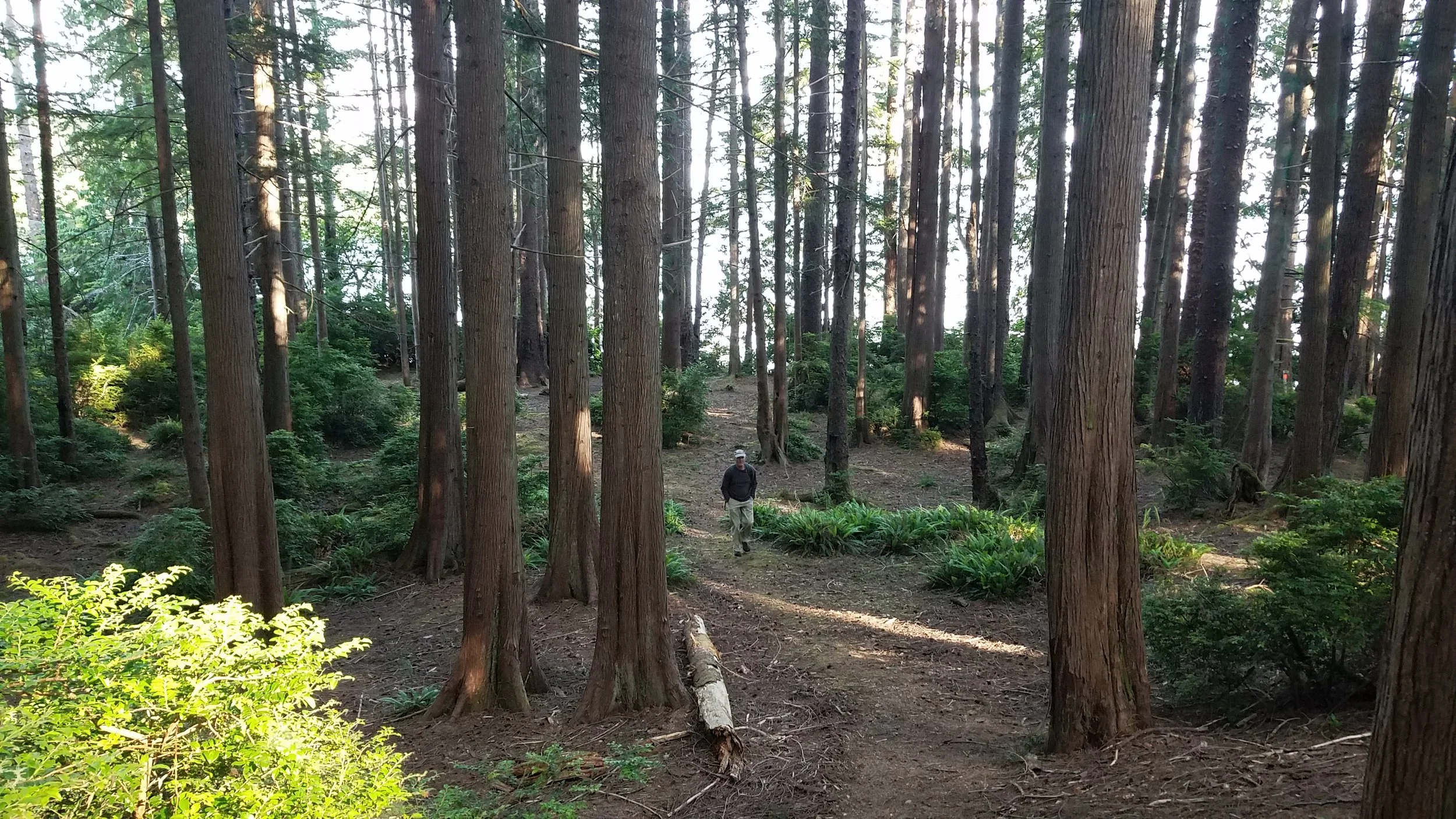 Erickson’s Bay campground on Lake Ozette features a very young, tidy forest of western red-cedars, ferns, and huckleberry and looks like a Hollywood set. Photo by MM Ruth.