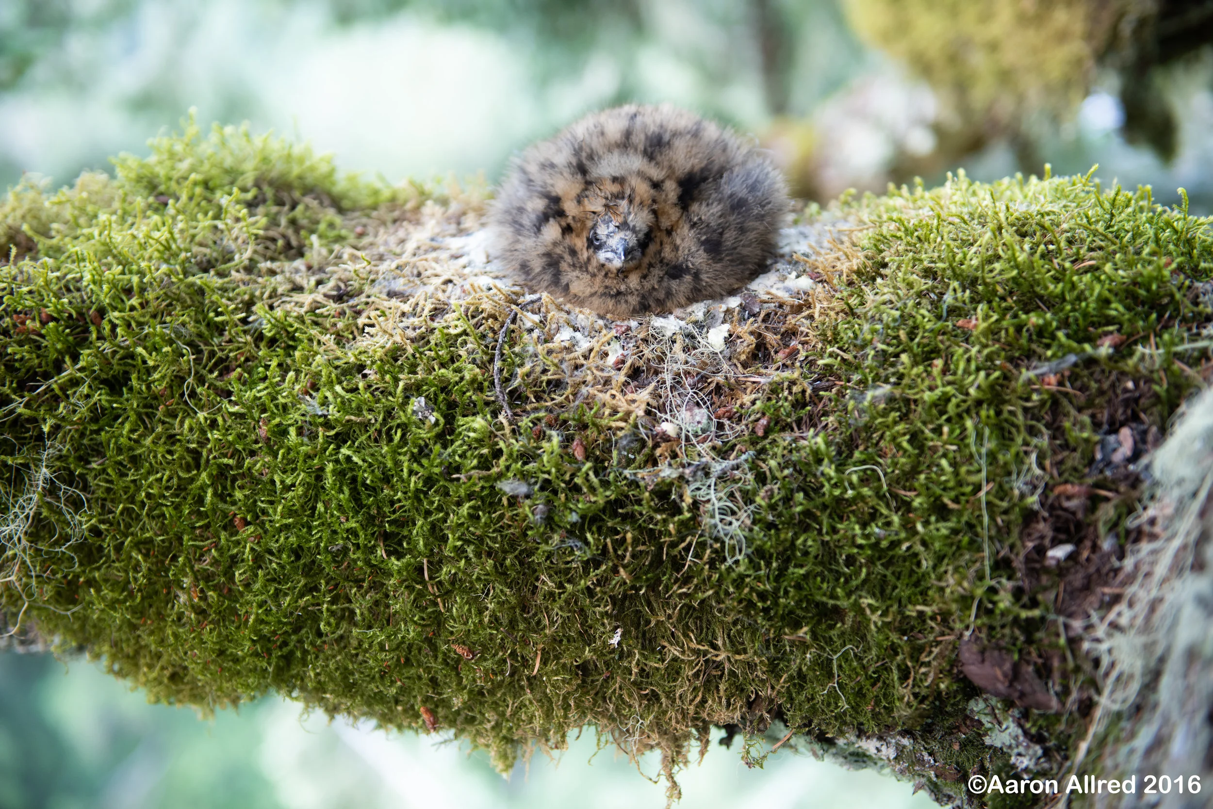 The Marbled Murrelet chick—a wisp of life on its mossy nest branch.