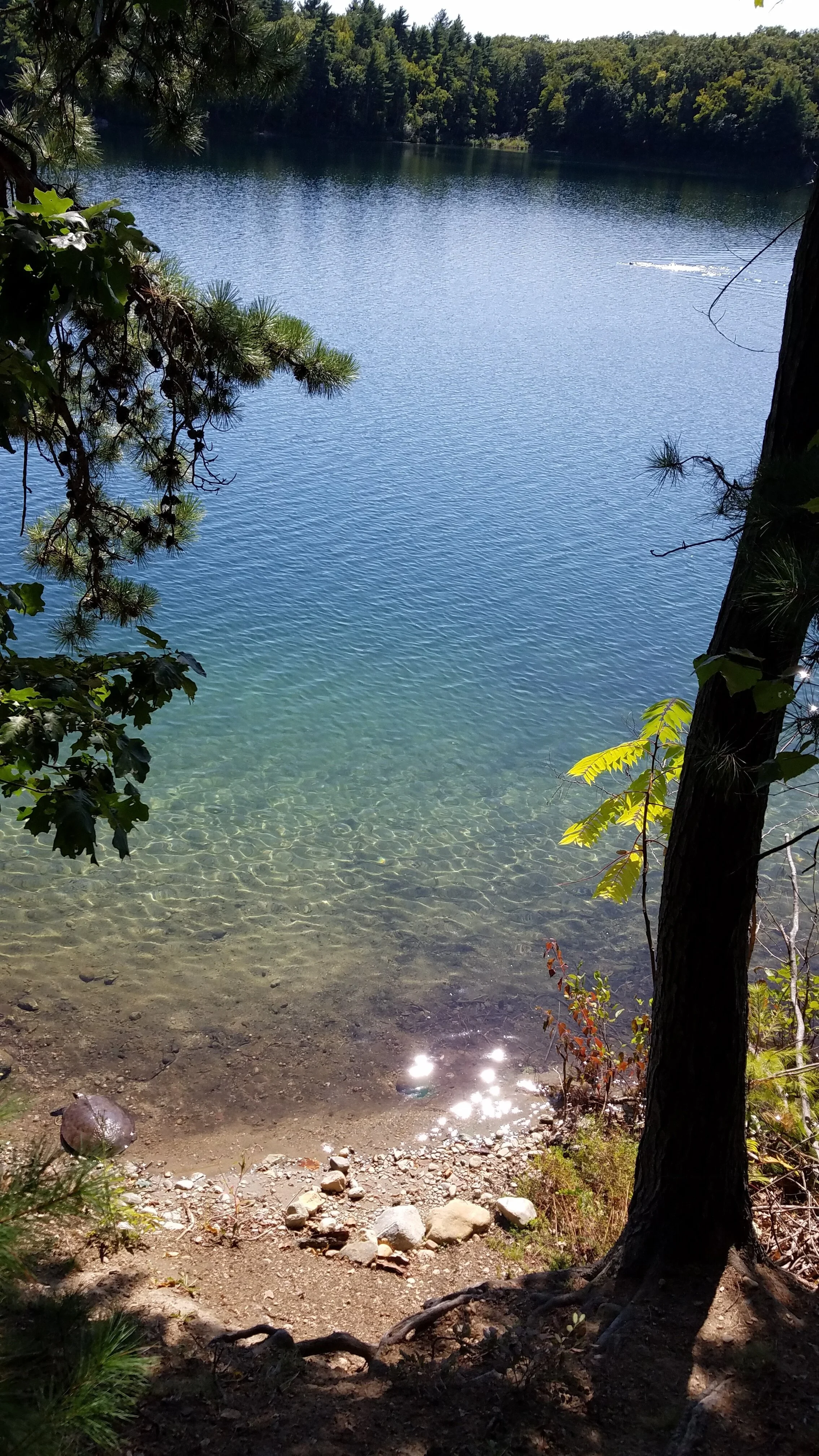 Thoreau wrote about the wildlife around and in Walden Pond (including the petite Mud Turtle) but failed to mentioned one particular wild resident. (Photo by M.D. Ruth)